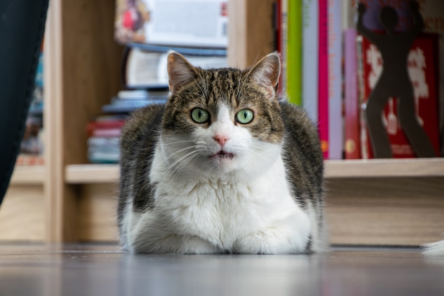 Pet Furniture