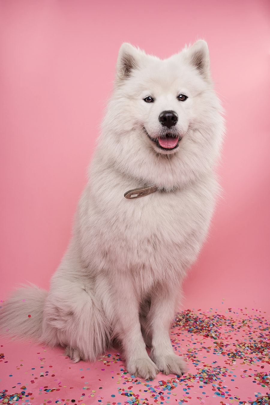 Branded pet toy packaging