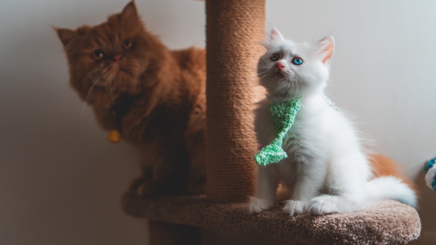 Rascadores y árboles para gatos