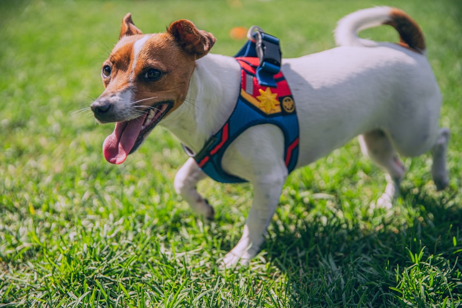 Harnais pour chiens