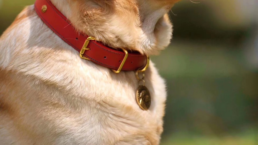 Colliers et laisses pour chiens
