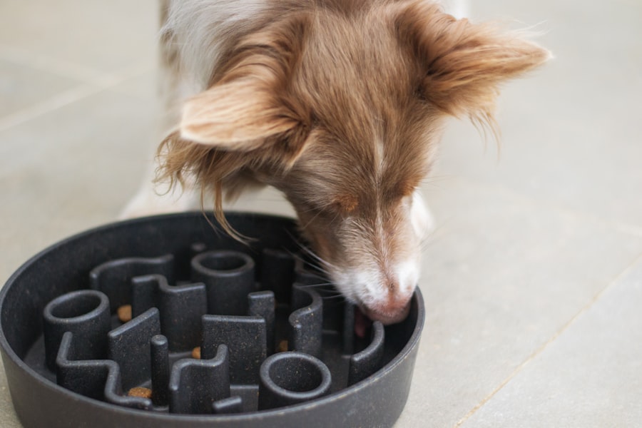 Gamelles et distributeurs pour chiens