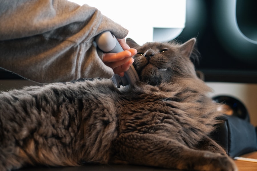 Aseo de gatos